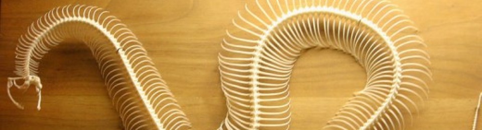 The Great Bone Makeover